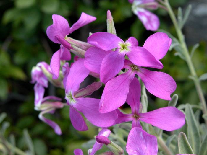 Душистый цветок маттиола двурогая: как вырастить ароматное растение