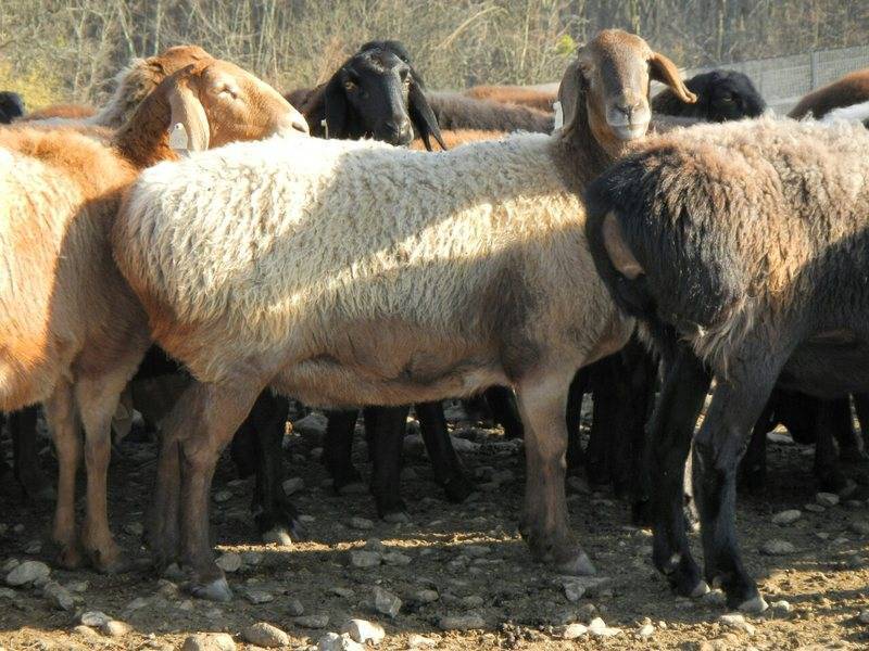 Гиссарская порода овец - содержание и разведение, характеристика