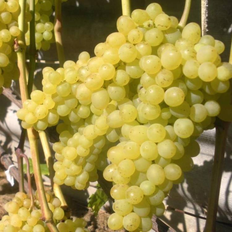 Всеми любимый виноград — кишмиш 342