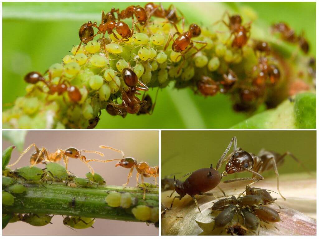 Что делать если на смородине муравьи, нужно ли с ними бороться, и как это делать?