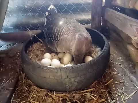 Сколько гуси сидят на яйцах: когда садятся и как посадить гусыню