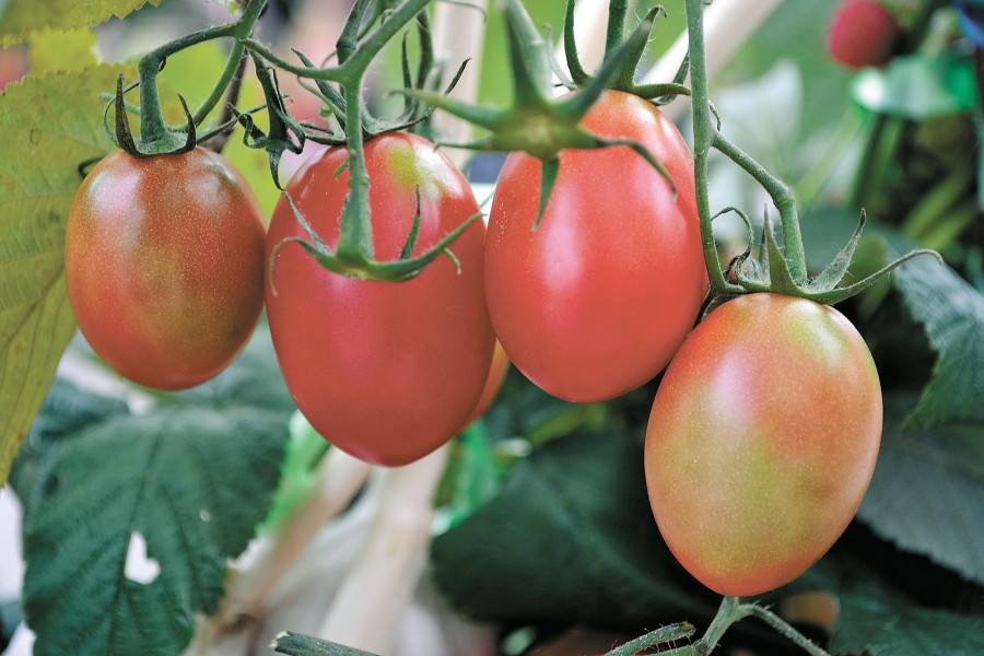 Как получить урожай томатов в июне и самые популярные ранние сорта