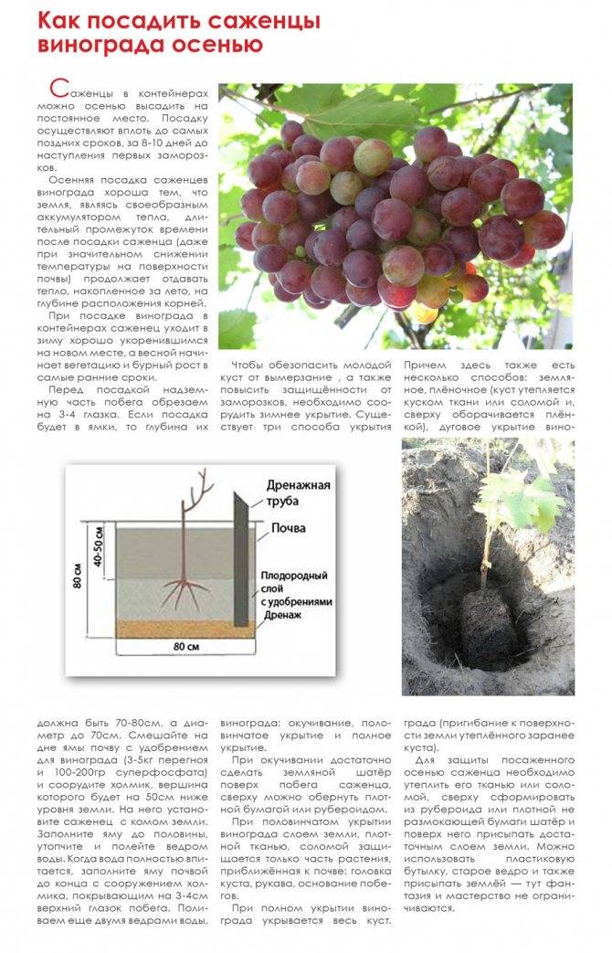 Посадка и выращивание винограда ? на урале: уход за виноградом летом, обрезка, как садить весной | qlumba.com