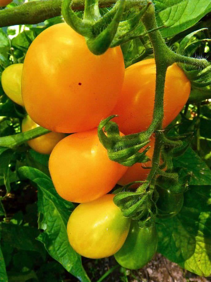 Томат "самара" f1 | характеристика и описание сорта, урожайность, фото