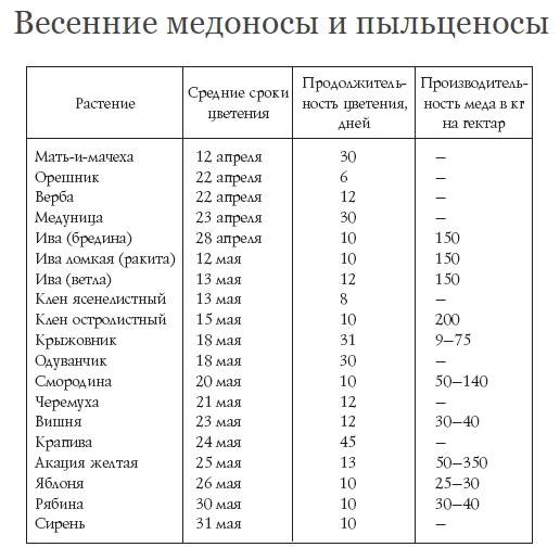 Сибирские медоносы – обзор лучших растений