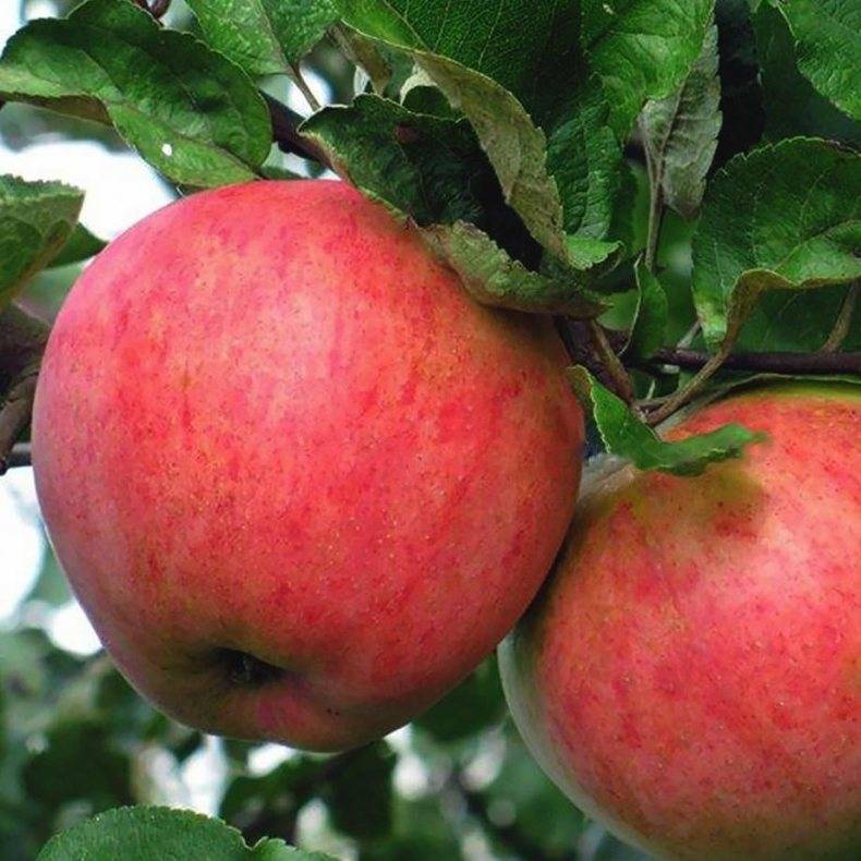 Самые популярные сорта яблонь с фотографиями и описанием