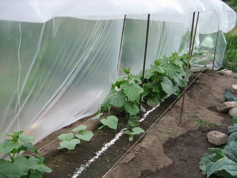 Когда сажать помидоры в парник – сеять на рассаду, как правильно посадить, выращивание и уход