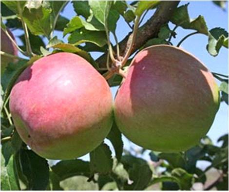 Сорт яблони лигол, описание, характеристика и отзывы, а также особенности выращивания данного сорта