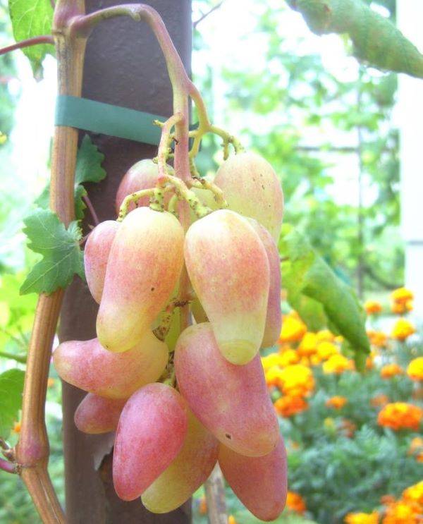 Виноград дубовский розовый фото и описание