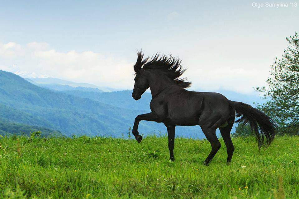 Черкесская лошадь. Карачаевская порода лошадей. Порода лошади карачаевец. Карачаевская Скаковая лошадь. Карачаево-Черкесская порода лошадей.