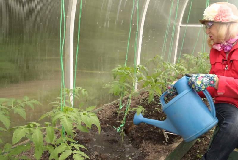 Как и чем поливать рассаду помидор в домашних условиях - как часто и сколько воды