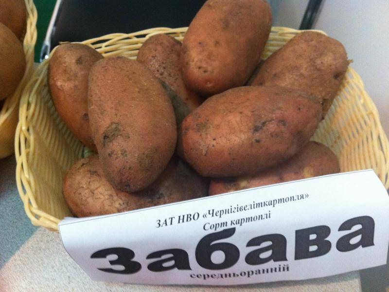 Сорт картофеля «родриго»
