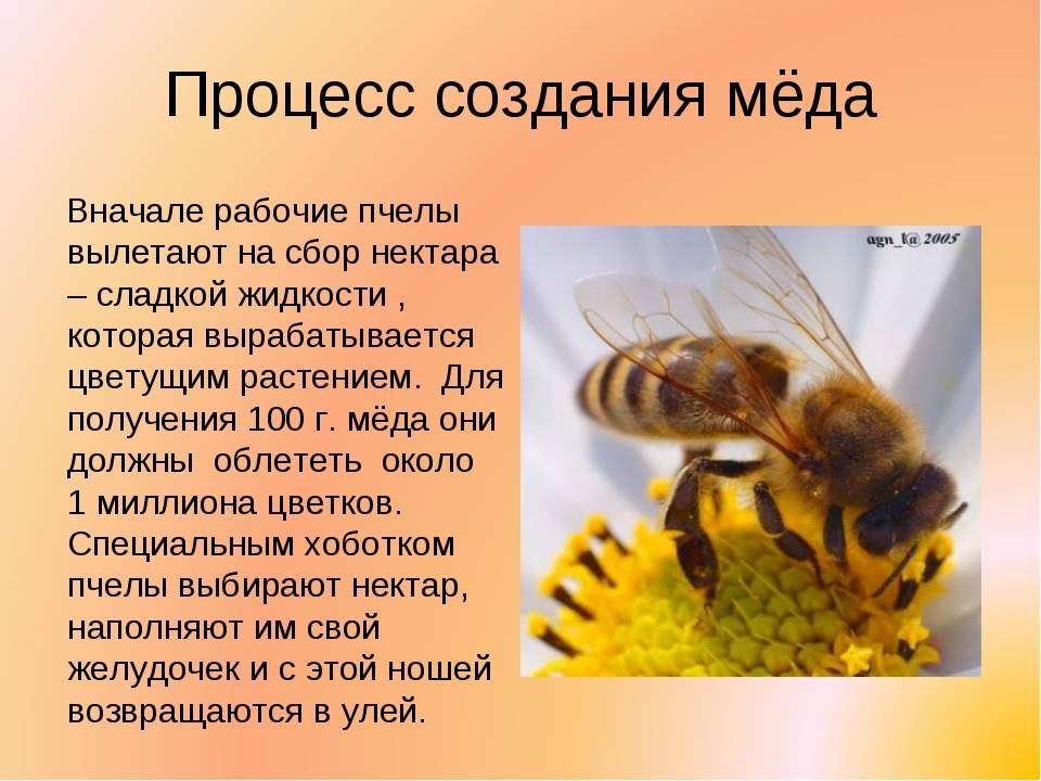 Как пчелы делают соты, из какого материала, какой формы и почему