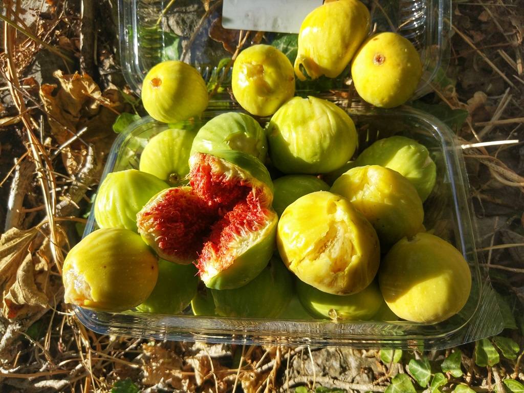 Сорта крымских персиков: топ 20, описание и вкусовые качества, выращивание