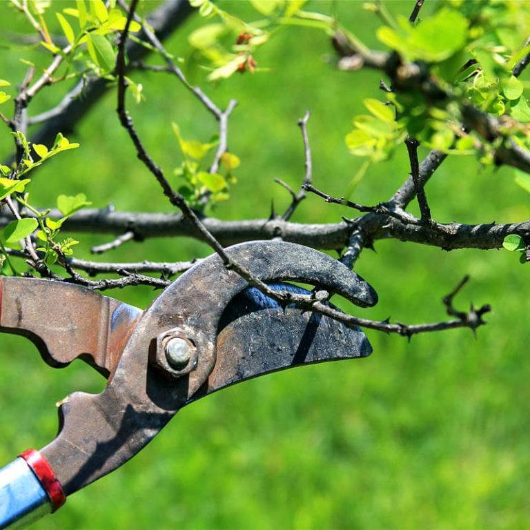 Как ухаживать за яблоней осенью - 10 правил осеннего ухода за садом - yabloki.site