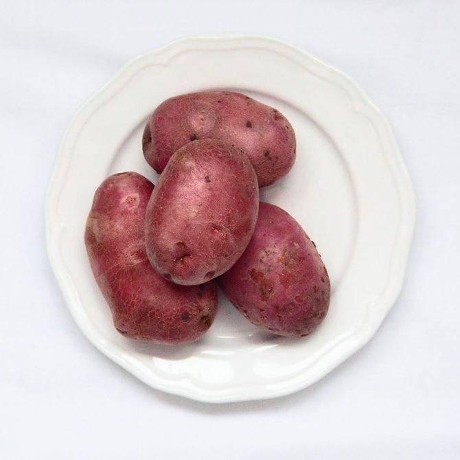 Картофель сорта беллароза: фото, описание, характеристики, отзывы :: syl.ru