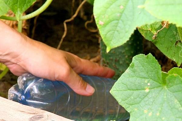Как подкормить огурцы мочевиной: применение удобрения на огороде