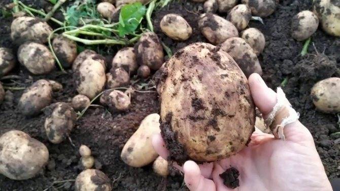 Картофель «родриго» — описание сорта, фото, отзывы, нюансы выращивания