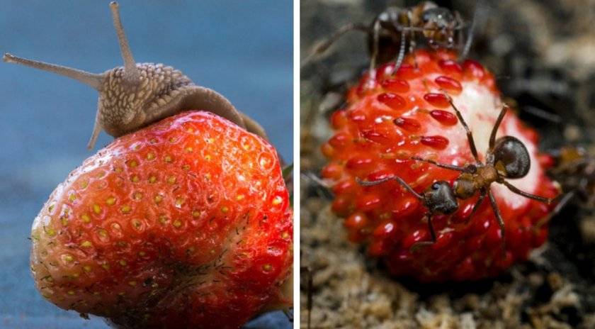 Как избавиться от ос на малине: спасение ягодного урожая