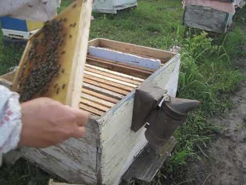 Предзимняя подкормка пчел сиропом: рецепты приготовления и правила подачи