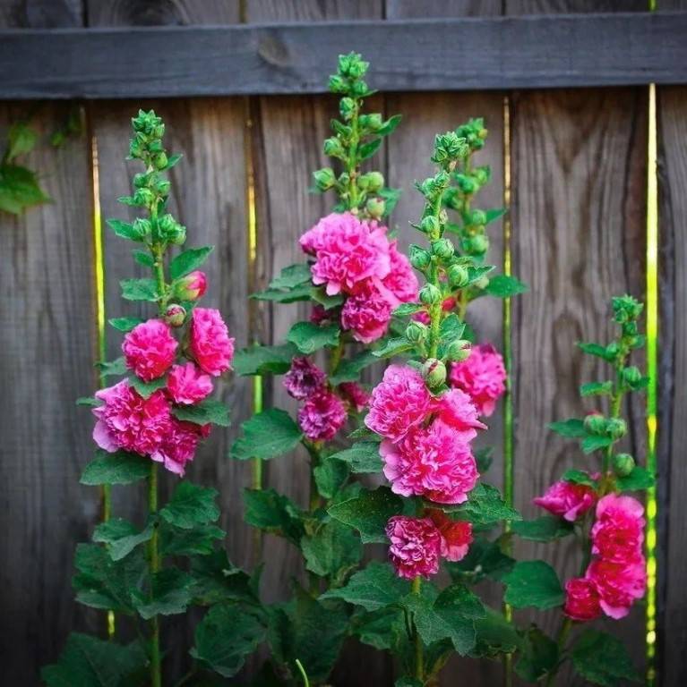 Мальва — шток роза, выращивание и уход на садовом участке
