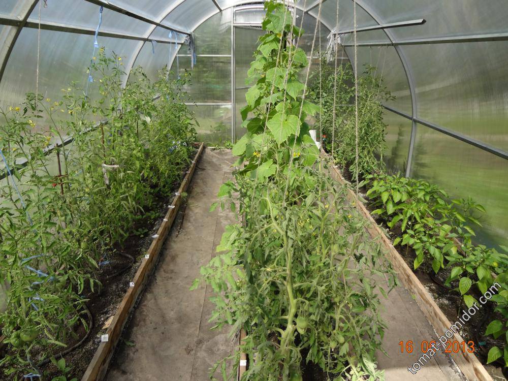 Можно ли в теплице сажать и огурцы и помидоры: особенности, совместимость, совместное выращивание