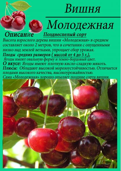 Вишня "молодежная": описание сорта, посадка, уход, фото, отзывы