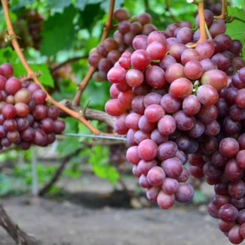 Сорт винограда сенатор: описание, особенности, рекомендации по разведению и содержанию