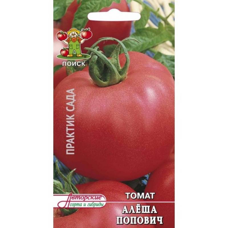 Характеристика и описание сорта алеша попович и выращивание томата