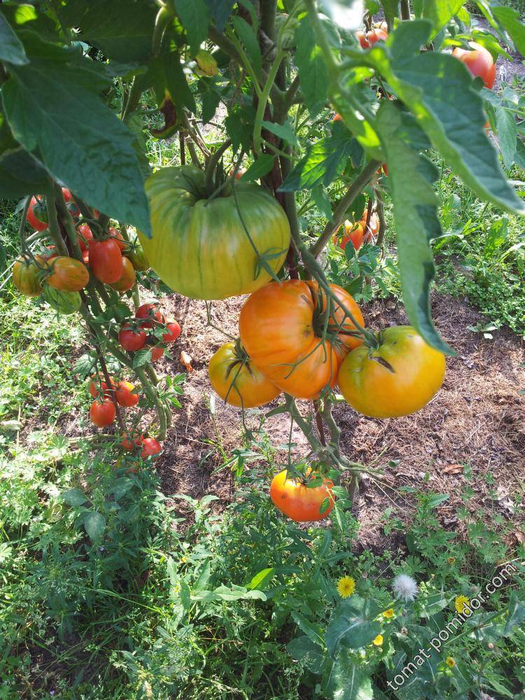 Томат алтайский оранжевый: описание сорта, отзывы, фото, урожайность | tomatland.ru
