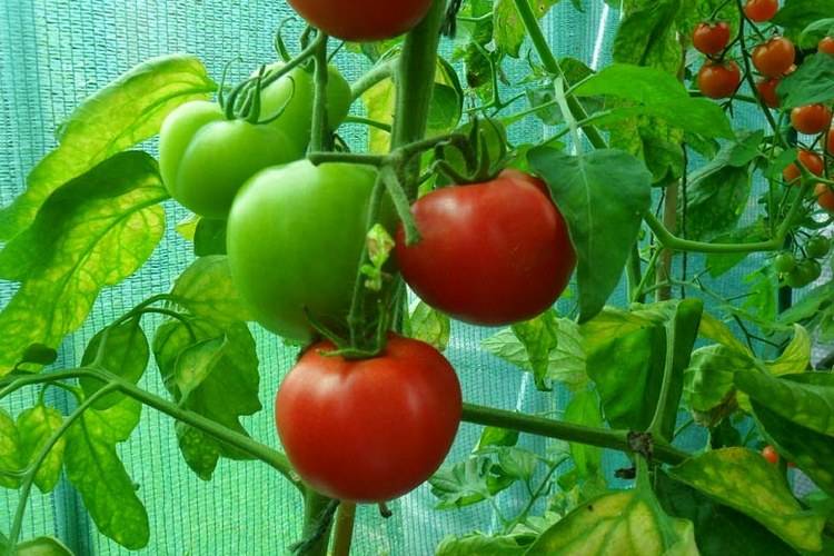 Все секреты выращивания томатов и огурцов в теплицах на supersadovnik.ru