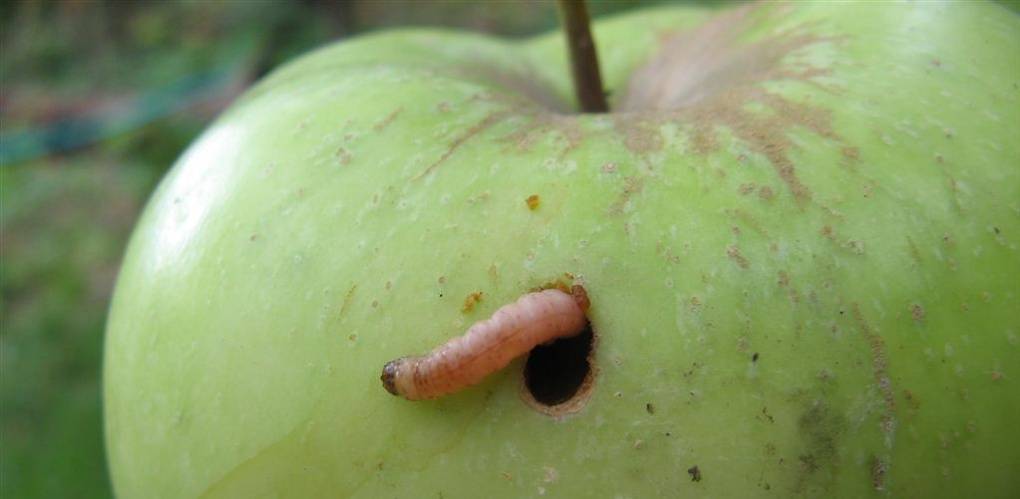 Чем обработать яблони от червей в яблоках: проверенные способы