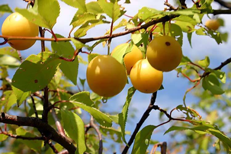 О сливе уссурийская желтая: описание сорта, агротехника выращивания