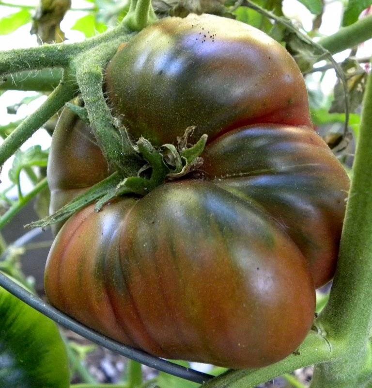 Тонкости успешного выращивания удивительных помидоров сорта «перцевидный гигант»