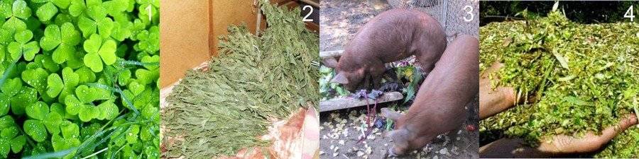 Комбикорм для свиней своими руками, состав корма, как сделать в домашних условиях рецепты