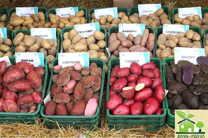 Мондео: описание семенного сорта картофеля, характеристики, агротехника