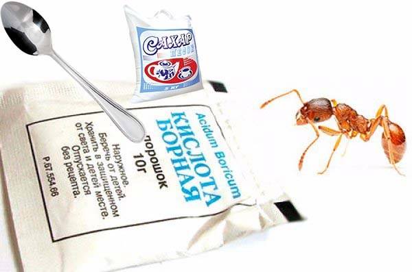 Действие борной кислоты от муравьев в квартире: рецепты приготовления приманок и способы их использования