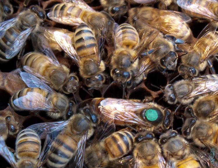 Преимущества и недостатки пчел линии бакфаст