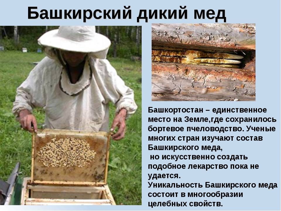 Дикий мед: мед диких пчел, дикий башкирский мед, как отличить подделку