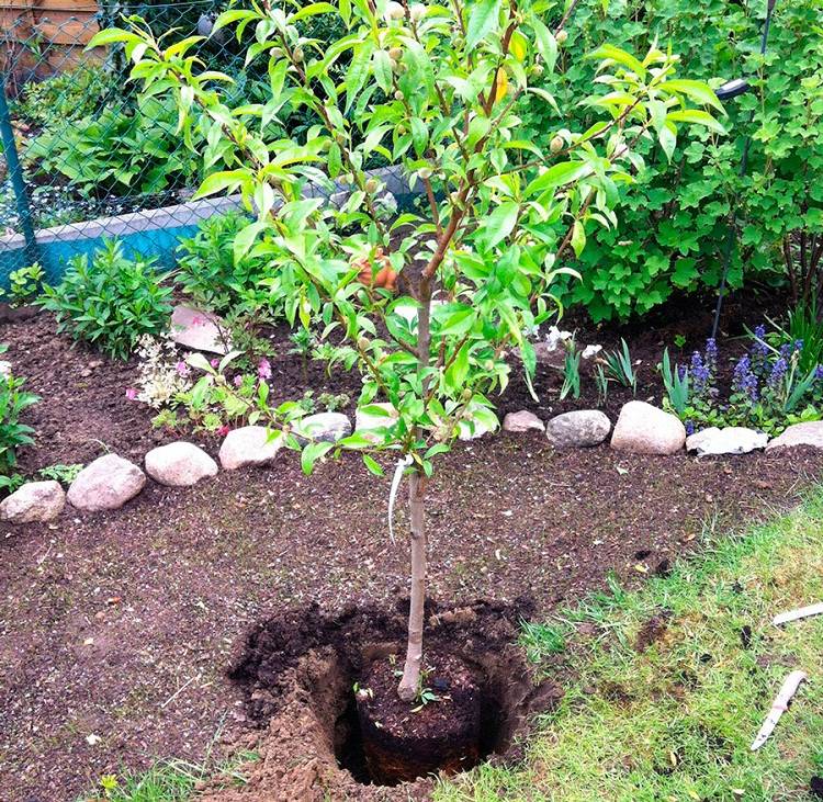 Как посадить персик, выбор саженца и требования к нему, определение места для посадки, подготовка почвы, а также пошаговая инструкция по высадке саженца