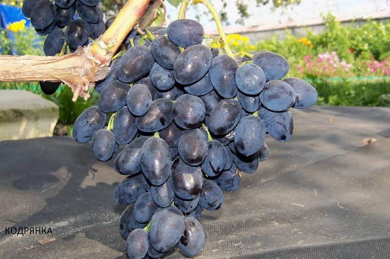Описание сорта винограда велика