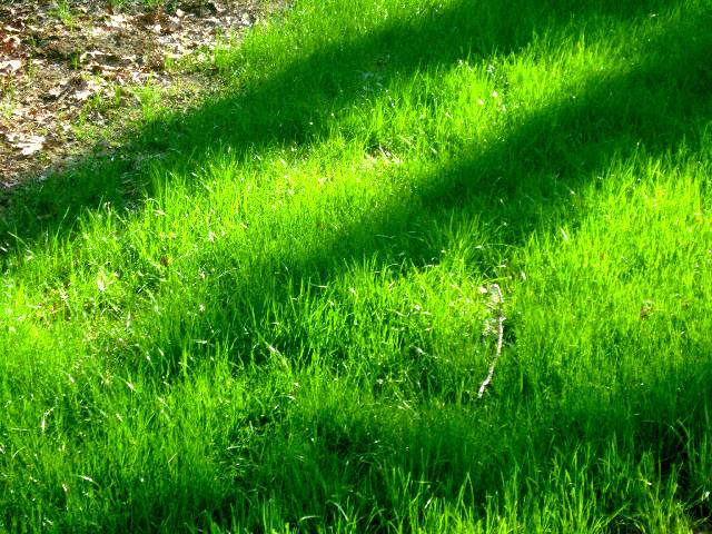 Овсяница красная для газона: описание газонной травы, смесь с мятликом луговым, отзывы, фото