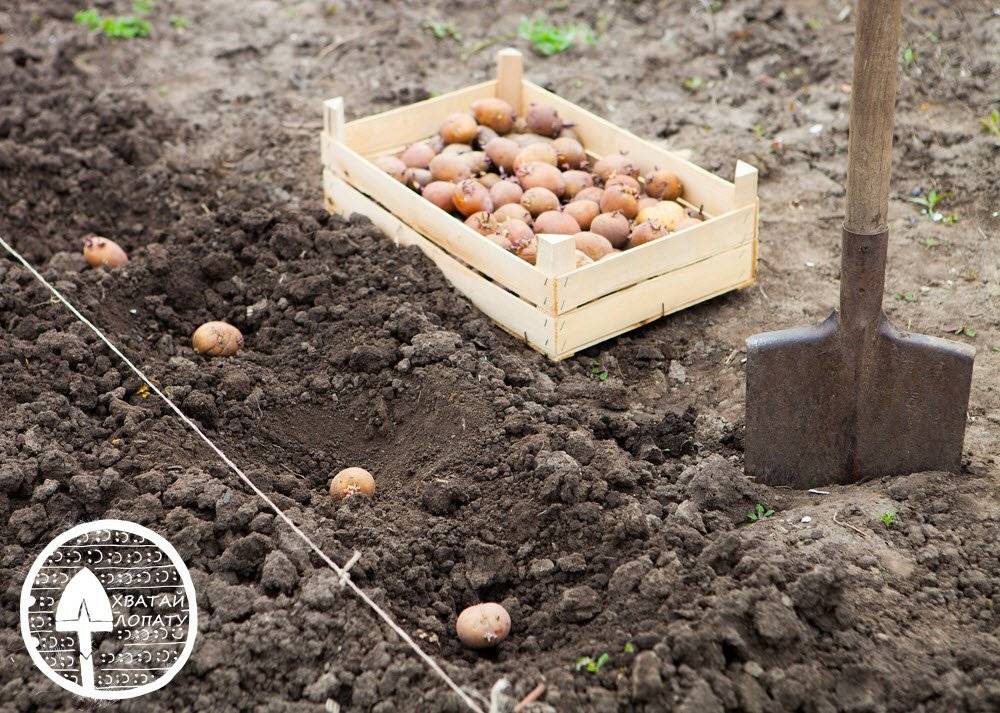 Когда сажать картофель в открытый грунт — когда сажать картофель в открытый грунт — про огород