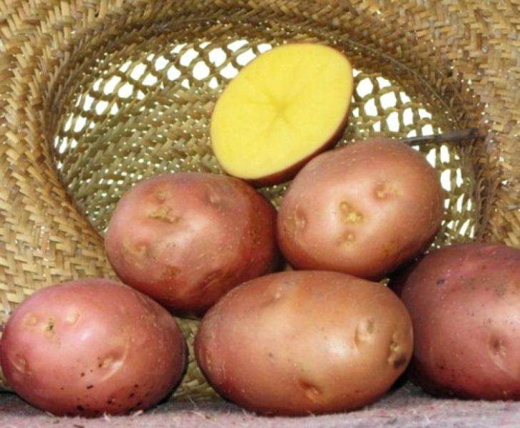 Картофель беллароза. описание, характеристики, особенности!