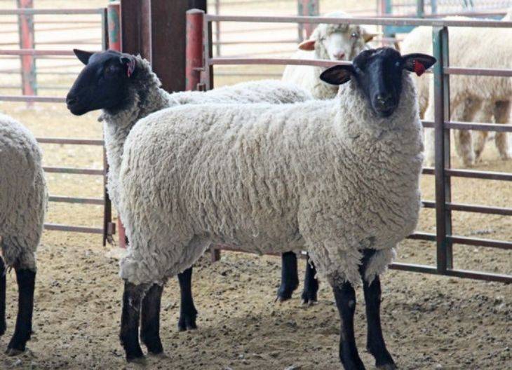 Породы овец: описание и разновидности