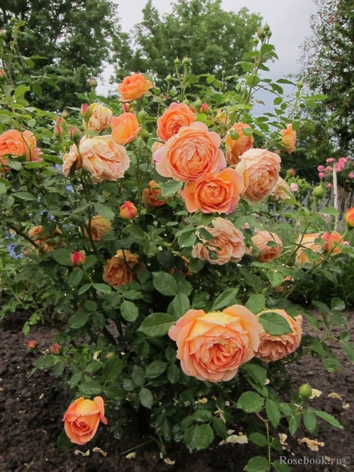 Ароматная роза леди оф шалот. особенности цветка, правила ухода и выращивания, фото