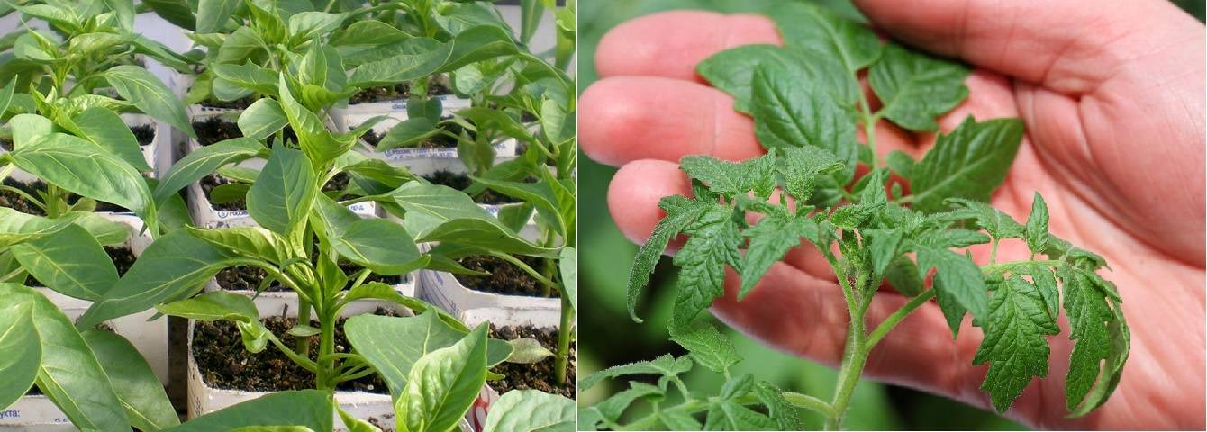 Выращивание рассады помидор. как ускорить рост рассады томатов
