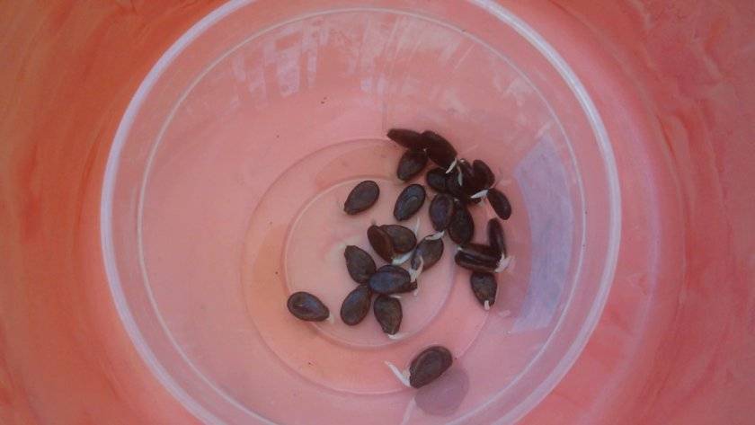 Все о подготовке семян арбуза к посадке на рассаду: проверка на всхожесть