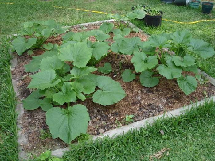 Как посадить кабачки и тыквы — как сажать кабачки и тыкву
