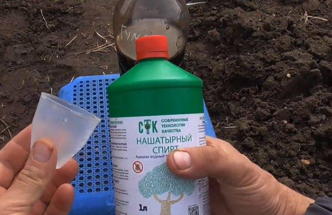 Нашатырный спирт для клубники осенью: обработка аммиаком, подкормка нашатырем, как полить и обработать, применение